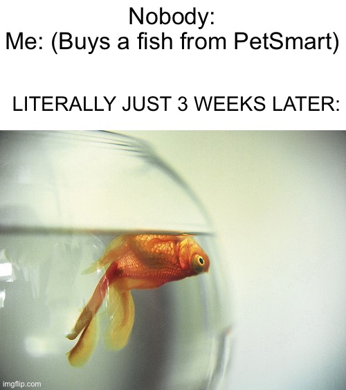 M Y    F I S H | Nobody:
Me: (Buys a fish from PetSmart); LITERALLY JUST 3 WEEKS LATER: | image tagged in dead fish | made w/ Imgflip meme maker