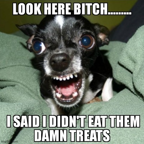 Angry dog | image tagged in angry dog | made w/ Imgflip meme maker