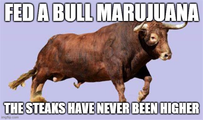 Bull | FED A BULL MARUJUANA; THE STEAKS HAVE NEVER BEEN HIGHER | image tagged in drugs,comedy | made w/ Imgflip meme maker