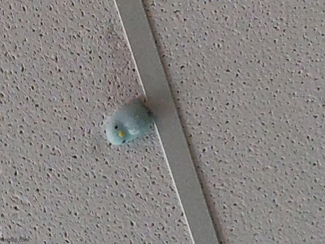 Blue Duck on ceiling | image tagged in blue duck on ceiling | made w/ Imgflip meme maker