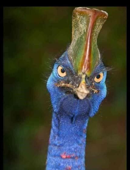 Cassowary rollin hatin Memes - Imgflip