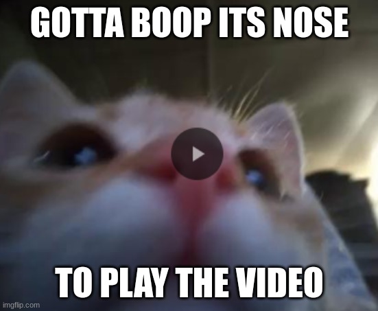 GOTTA BOOP ITS NOSE; TO PLAY THE VIDEO | made w/ Imgflip meme maker