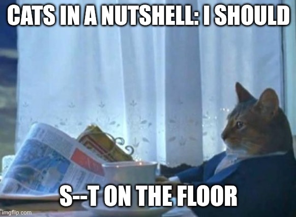 Cat newspaper | CATS IN A NUTSHELL: I SHOULD; S--T ON THE FLOOR | image tagged in cat newspaper | made w/ Imgflip meme maker