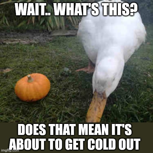 THE COLD IS IT'S WAY | WAIT.. WHAT'S THIS? DOES THAT MEAN IT'S ABOUT TO GET COLD OUT | image tagged in ducks,pumpkin,duck | made w/ Imgflip meme maker