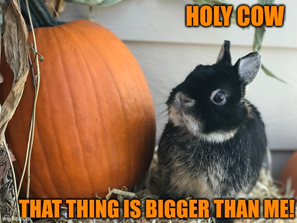 BUNNY IS SURPRISED BY THE PUMPKIN | HOLY COW; THAT THING IS BIGGER THAN ME! | image tagged in bunny,rabbit,pumpkin,bunnies,spooktober | made w/ Imgflip meme maker