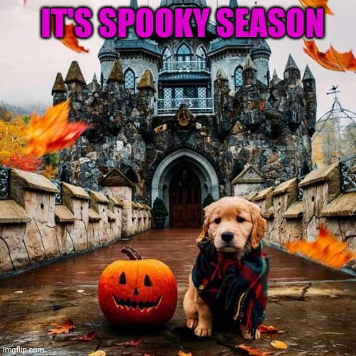 TIME FOR DOGGIE COSTUMES | IT'S SPOOKY SEASON | image tagged in dogs,funny dogs,pumpkin,spooktober | made w/ Imgflip meme maker