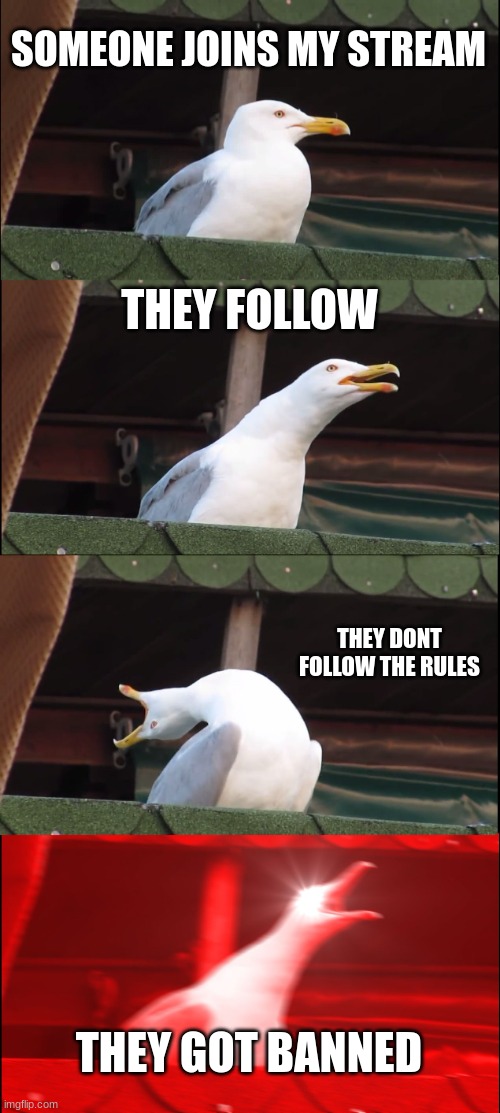 FOLLOW THE RULES MAN | SOMEONE JOINS MY STREAM; THEY FOLLOW; THEY DONT FOLLOW THE RULES; THEY GOT BANNED | image tagged in memes,inhaling seagull | made w/ Imgflip meme maker