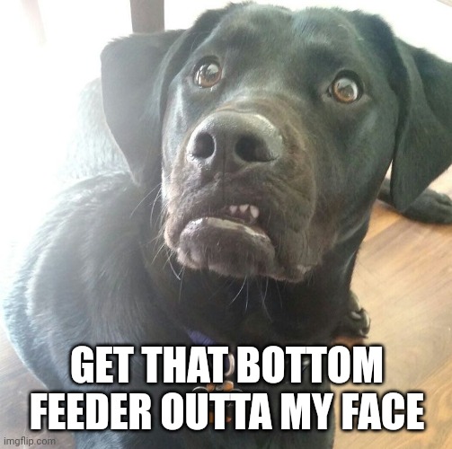 Disgusted dog | GET THAT BOTTOM FEEDER OUTTA MY FACE | image tagged in disgusted dog | made w/ Imgflip meme maker