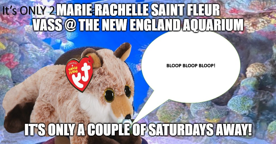 Marie Saint Fleur's VERY 1st Aquarium (AHH YOU's very first time) | MARIE RACHELLE SAINT FLEUR VASS @ THE NEW ENGLAND AQUARIUM; IT'S ONLY A COUPLE OF SATURDAYS AWAY! | image tagged in aquarium,boston,fox,sneezing,haiti,fishing | made w/ Imgflip meme maker