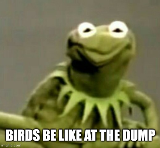 They just be chillin | BIRDS BE LIKE AT THE DUMP | image tagged in funny memes | made w/ Imgflip meme maker