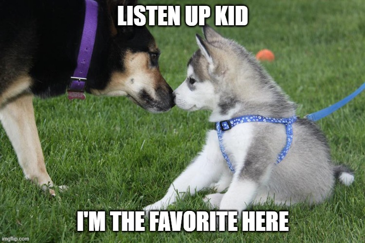 favorite dog | LISTEN UP KID; I'M THE FAVORITE HERE | image tagged in favorite,dogs,puppy,warning | made w/ Imgflip meme maker