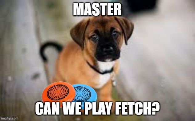 can we play fetch? | MASTER; CAN WE PLAY FETCH? | image tagged in cute dog,memes,dogs,fetch,adorable | made w/ Imgflip meme maker
