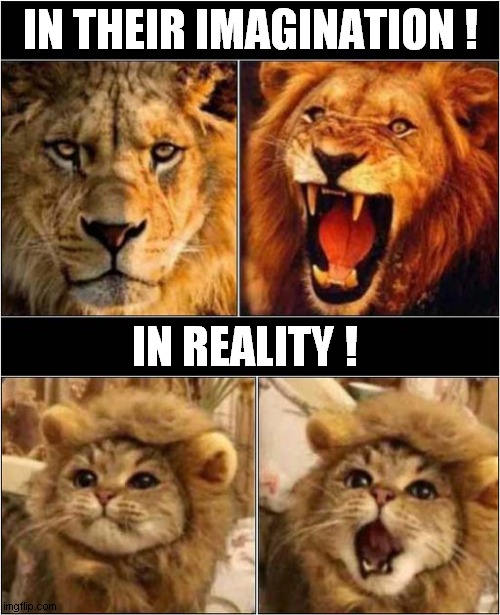 How Cats See Themselves ! | IN THEIR IMAGINATION ! IN REALITY ! | image tagged in cats,lions,imagination,reality | made w/ Imgflip meme maker