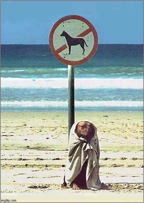 You Ain't Seen Me ... Right ! | image tagged in dogs,beach,signs,disguise | made w/ Imgflip meme maker