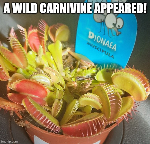 Yes, I got a pet flytrap today :D | A WILD CARNIVINE APPEARED! | image tagged in pokemon,funny | made w/ Imgflip meme maker