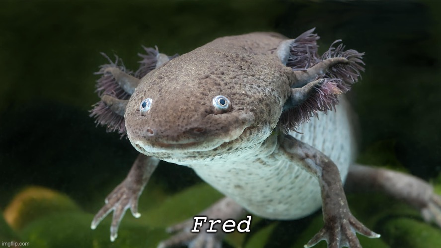 Fred |  Fred | image tagged in fred | made w/ Imgflip meme maker