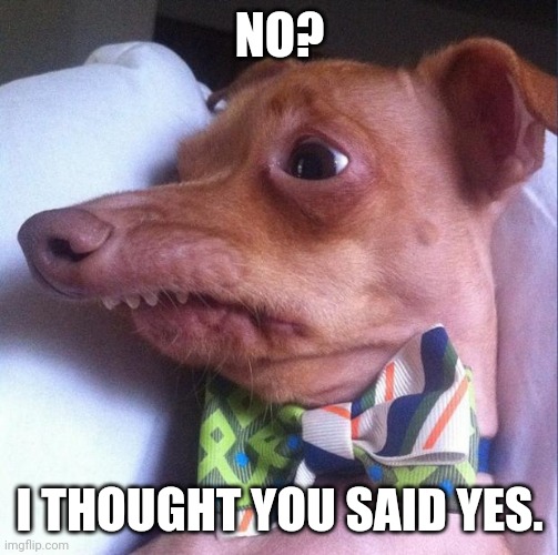 Tuna the dog (Phteven) |  NO? I THOUGHT YOU SAID YES. | image tagged in tuna the dog phteven | made w/ Imgflip meme maker