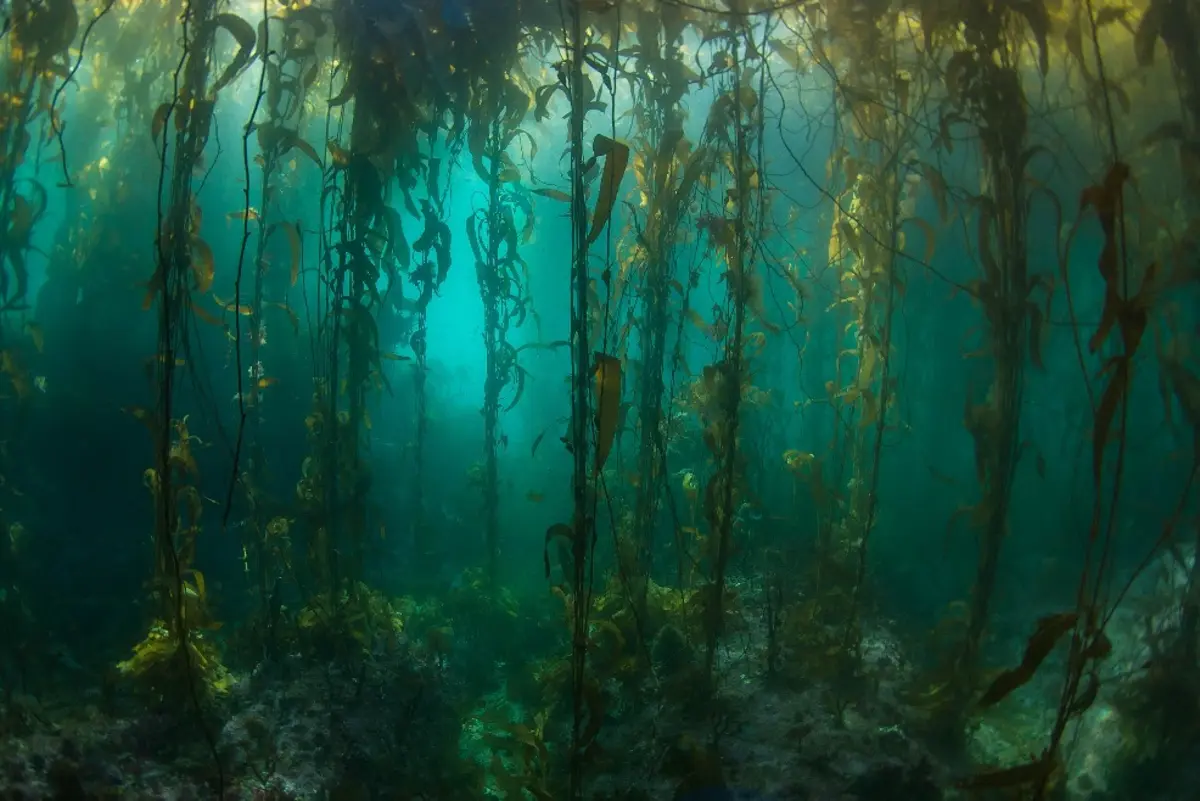 Kelp Forest Blank Meme Template