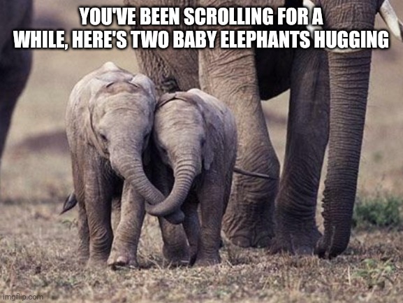 Baby Elephants Hugging | YOU'VE BEEN SCROLLING FOR A WHILE, HERE'S TWO BABY ELEPHANTS HUGGING | image tagged in baby,elephant,baby elephant,hug | made w/ Imgflip meme maker