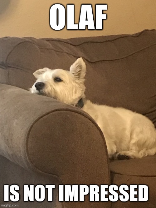 Olaf is Not Impressed | OLAF; IS NOT IMPRESSED | image tagged in olaf the west highland terrorist,dog memes | made w/ Imgflip meme maker