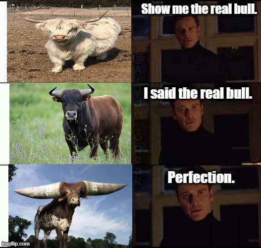 Show me the real Bull | Show me the real bull. I said the real bull. Perfection. | image tagged in show me the real,bull,random | made w/ Imgflip meme maker