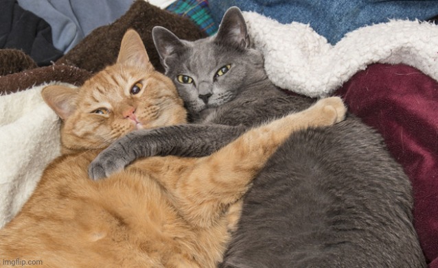 Two cats hugging | image tagged in two cats hugging | made w/ Imgflip meme maker