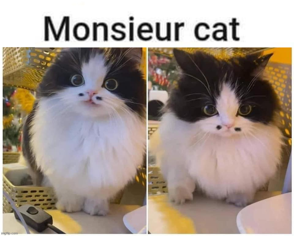 image tagged in cats | made w/ Imgflip meme maker