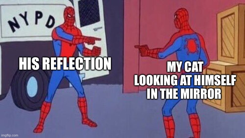 spiderman pointing at spiderman | HIS REFLECTION; MY CAT LOOKING AT HIMSELF IN THE MIRROR | image tagged in spiderman pointing at spiderman | made w/ Imgflip meme maker