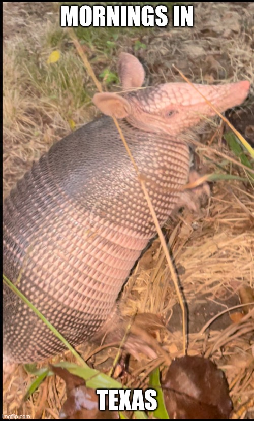 Armadillo | MORNINGS IN; TEXAS | image tagged in good morning | made w/ Imgflip meme maker