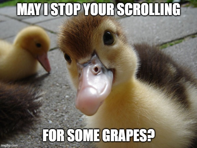Bum, bum, bum. | MAY I STOP YOUR SCROLLING; FOR SOME GRAPES? | image tagged in cute duckling,grapes | made w/ Imgflip meme maker