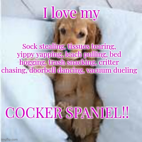 Cocker Spaniel Puppy | I love my; Sock stealing, tissues tearing, yippy yapping, leach pulling, bed hogging, trash snacking, critter chasing, doorbell dancing, vacuum dueling; COCKER SPANIEL!! | image tagged in cocker spaniel puppy | made w/ Imgflip meme maker