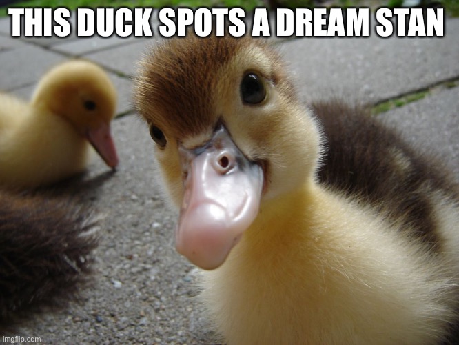 Cute duckling | THIS DUCK SPOTS A DREAM STAN | image tagged in cute duckling | made w/ Imgflip meme maker