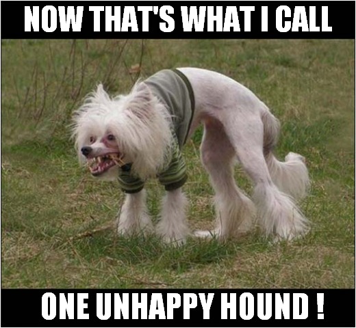 What Have They Done To That Poor Dog ? | NOW THAT'S WHAT I CALL; ONE UNHAPPY HOUND ! | image tagged in dogs,shaved,now thats what i call,unhappy | made w/ Imgflip meme maker
