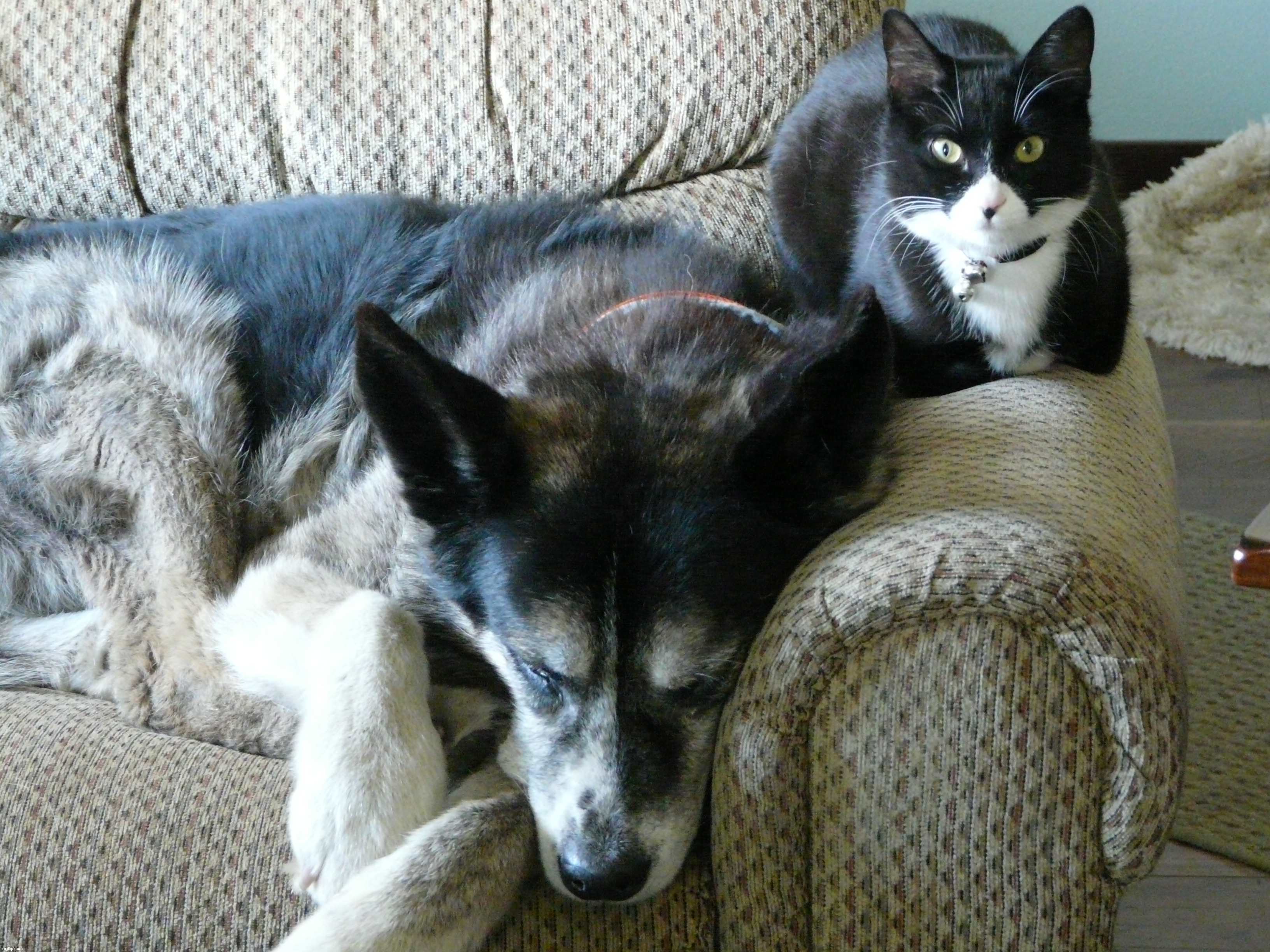 Our dog Moose with Sid before Moose passed away | image tagged in dogs,cats | made w/ Imgflip meme maker