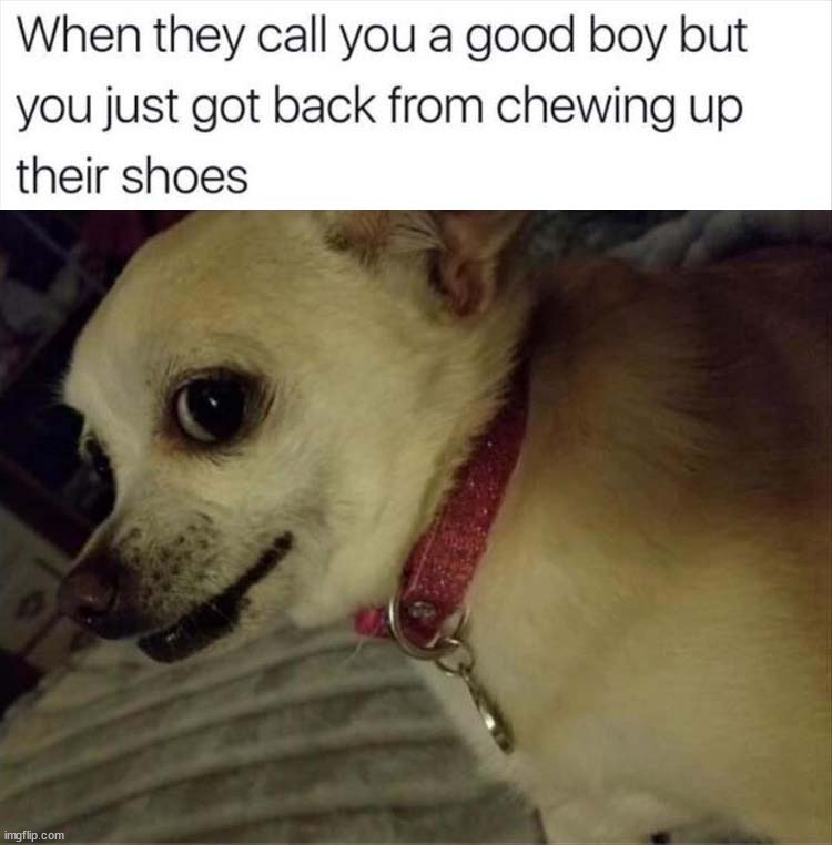 image tagged in dogs | made w/ Imgflip meme maker