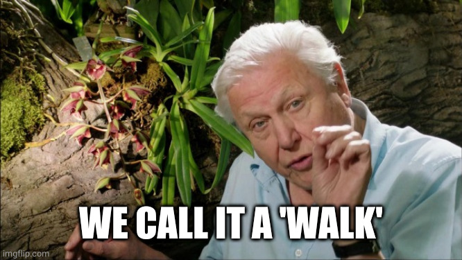 David Attenborough | WE CALL IT A 'WALK' | image tagged in david attenborough | made w/ Imgflip meme maker