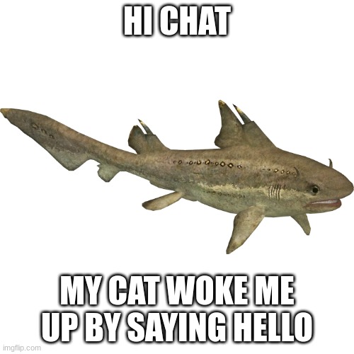 Hybodus | HI CHAT; MY CAT WOKE ME UP BY SAYING HELLO | image tagged in hybodus | made w/ Imgflip meme maker