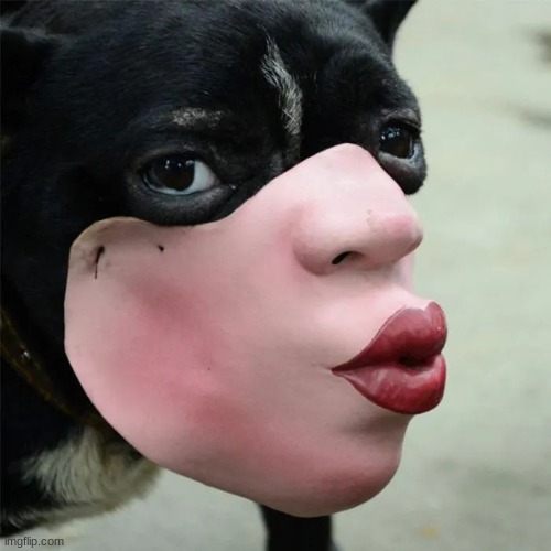 image tagged in ooooh dog | made w/ Imgflip meme maker