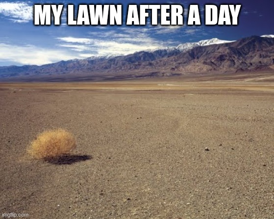 desert tumbleweed | MY LAWN AFTER A DAY | image tagged in desert tumbleweed | made w/ Imgflip meme maker