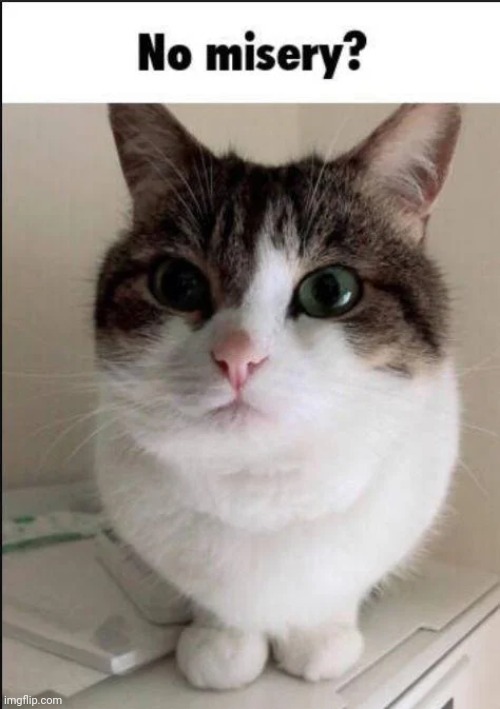 No comments bitches | made w/ Imgflip meme maker