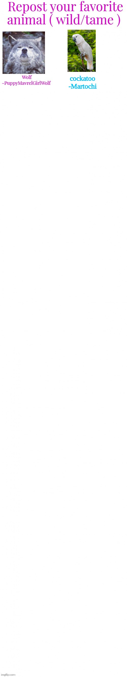 cockatoo
-Martochi | made w/ Imgflip meme maker