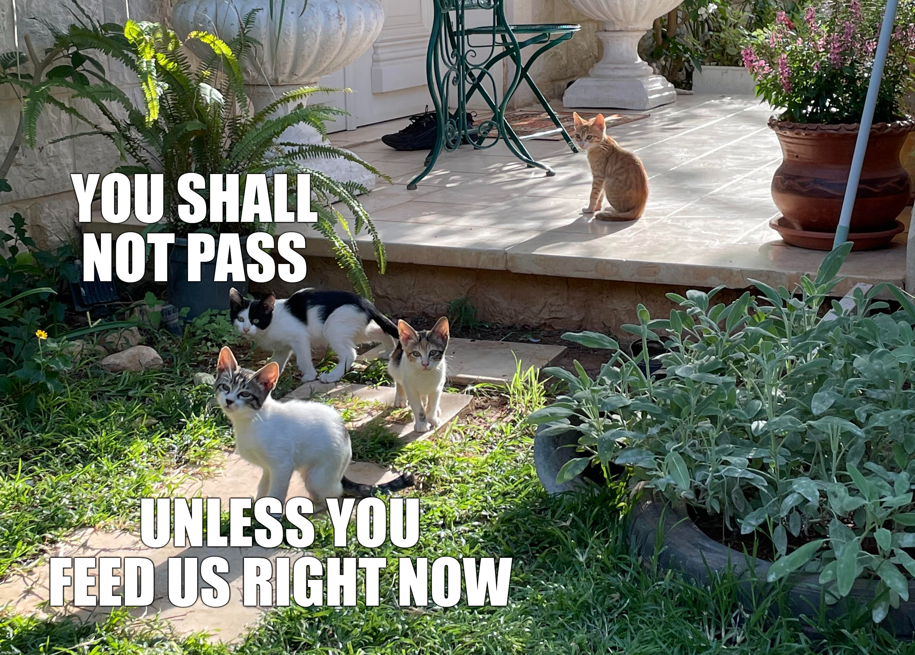  YOU SHALL NOT PASS; UNLESS YOU FEED US RIGHT NOW | image tagged in meme,memes,humor,cat,cats,funny | made w/ Imgflip meme maker