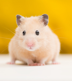 Hamster Blank Meme Template
