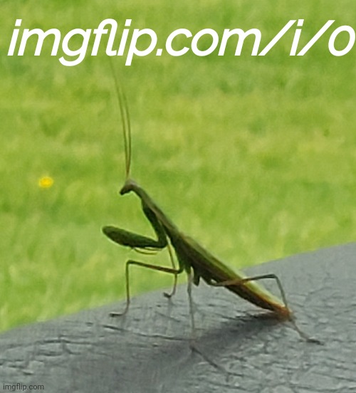 Mildésmallington meme plug | imgflip.com/i/0 | image tagged in mantis | made w/ Imgflip meme maker