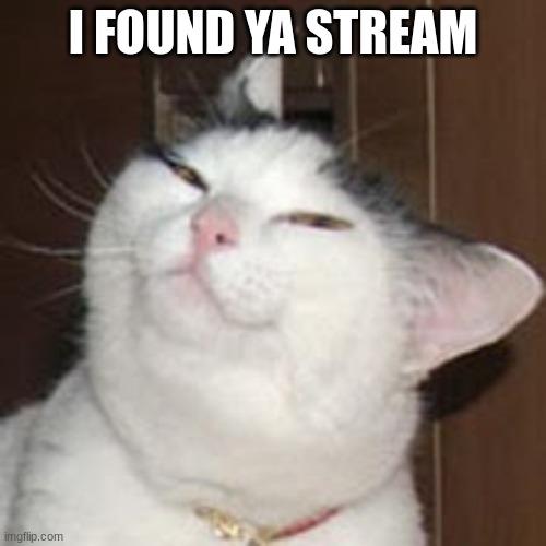 henlo | I FOUND YA STREAM | image tagged in smug cat,memes,funny,sammy,found ya,lol | made w/ Imgflip meme maker