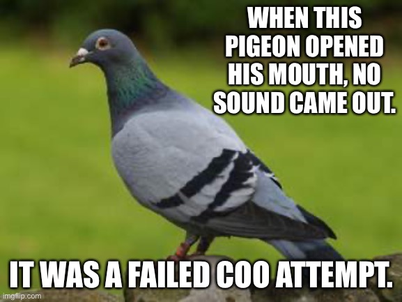 Failed | WHEN THIS PIGEON OPENED HIS MOUTH, NO SOUND CAME OUT. IT WAS A FAILED COO ATTEMPT. | image tagged in bad pun | made w/ Imgflip meme maker