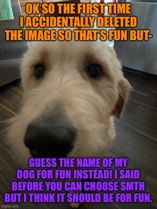 Sorry my dumbass deleted the first one T-T | OK SO THE FIRST TIME I ACCIDENTALLY DELETED THE IMAGE SO THAT’S FUN BUT-; GUESS THE NAME OF MY DOG FOR FUN INSTEAD! I SAID BEFORE YOU CAN CHOOSE SMTH BUT I THINK IT SHOULD BE FOR FUN. | image tagged in cute dogs,cute dog,doge,dog | made w/ Imgflip meme maker