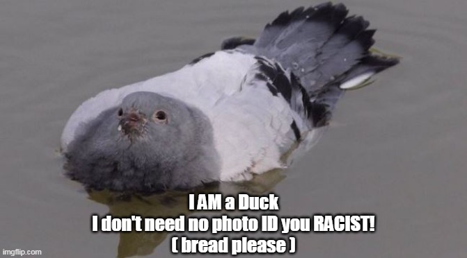 I AM a Duck
I don't need no photo ID you RACIST!
( bread please ) | made w/ Imgflip meme maker