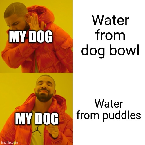 Drake Hotline Bling | Water from dog bowl; MY DOG; Water from puddles; MY DOG | image tagged in memes,drake hotline bling | made w/ Imgflip meme maker