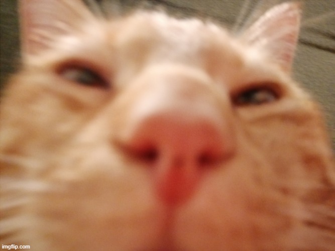 Weird cat face | image tagged in weird cat face | made w/ Imgflip meme maker